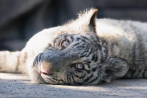 white, Tiger, Cat, Tiger, Cub, Kitten, Face, Eyes