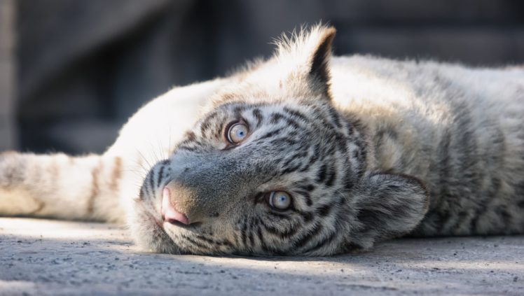 white, Tiger, Cat, Tiger, Cub, Kitten, Face, Eyes HD Wallpaper Desktop Background