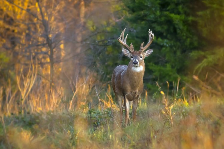 deer, Forest, Trees, Grass, Antlers, Autumn HD Wallpaper Desktop Background