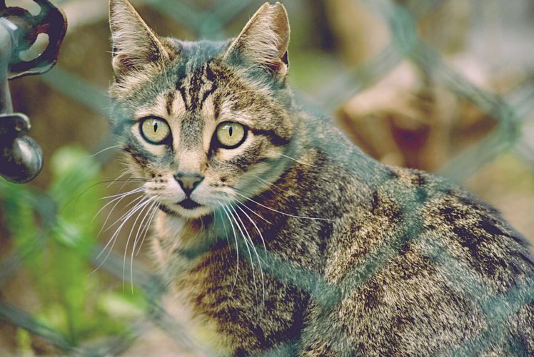 cat, Tomcat, Eyes HD Wallpaper Desktop Background