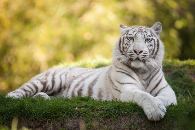 white, Tiger, Cat, Grass HD Wallpaper Desktop Background