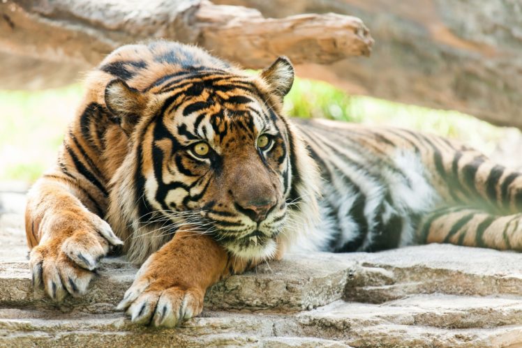 tiger, Wild, Cat, Predator, Snou HD Wallpaper Desktop Background