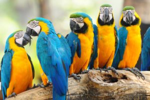 birds, Nature, Parrot, Macaw, Positive