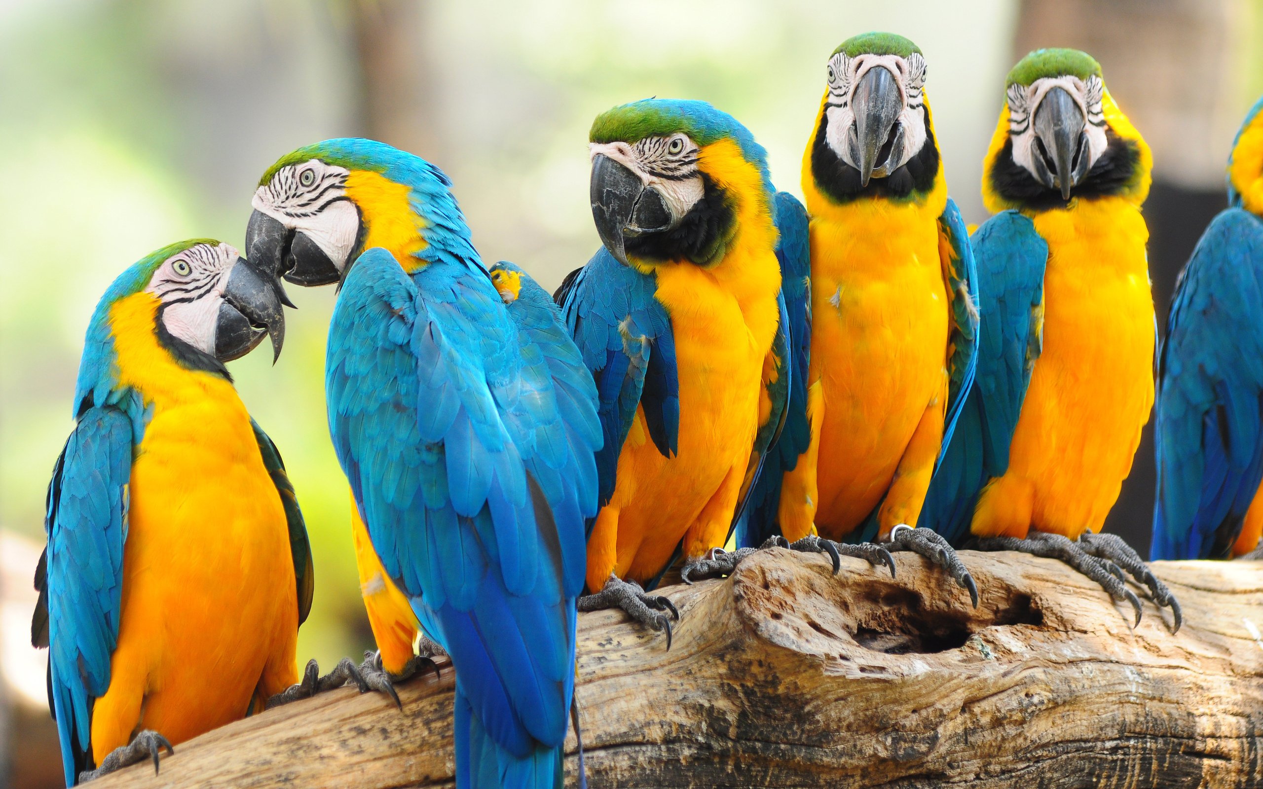 birds, Nature, Parrot, Macaw, Positive Wallpaper