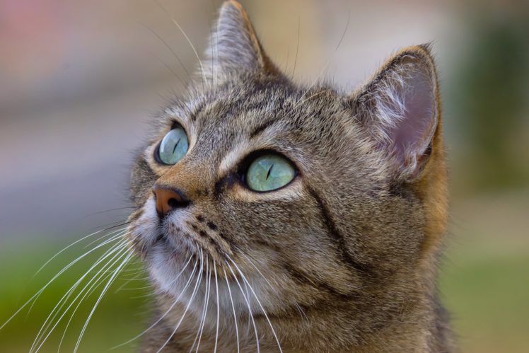 cat, Face, Eyes, Whiskers HD Wallpaper Desktop Background