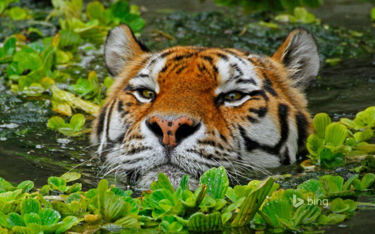 amur, Tiger, Zoo, Antwerp, Belgium HD Wallpaper Desktop Background