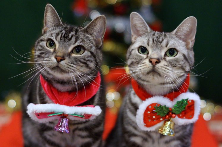 cats, Cat, New, Year, Christmas HD Wallpaper Desktop Background