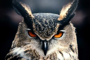 owl, Bird