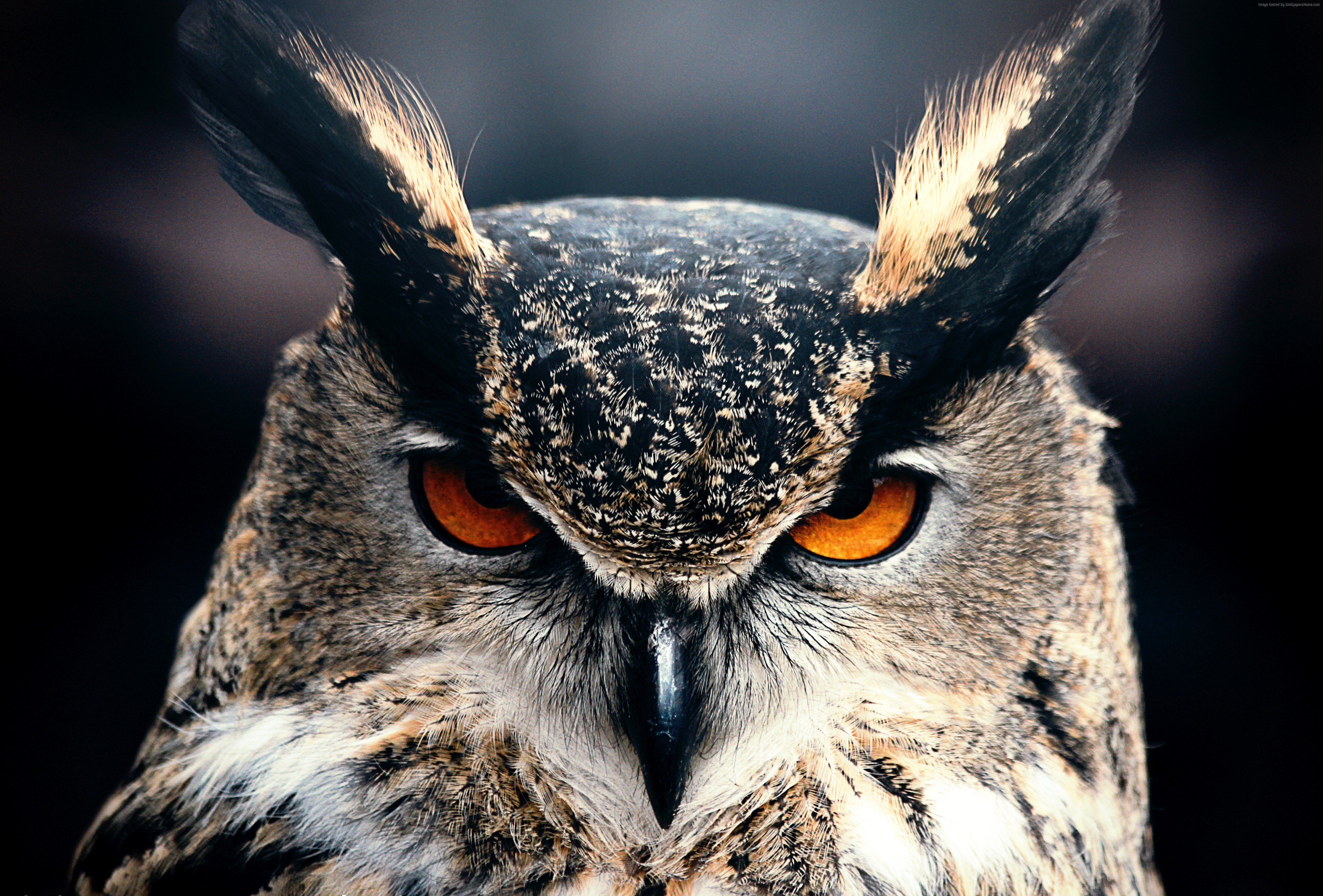 owl, Bird Wallpaper
