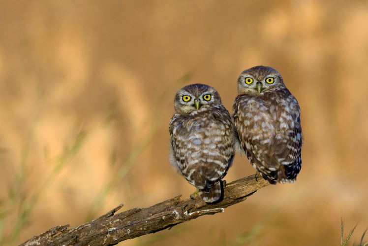 owl, Eagle, Owl, Eyes, Beak, Feathers HD Wallpaper Desktop Background