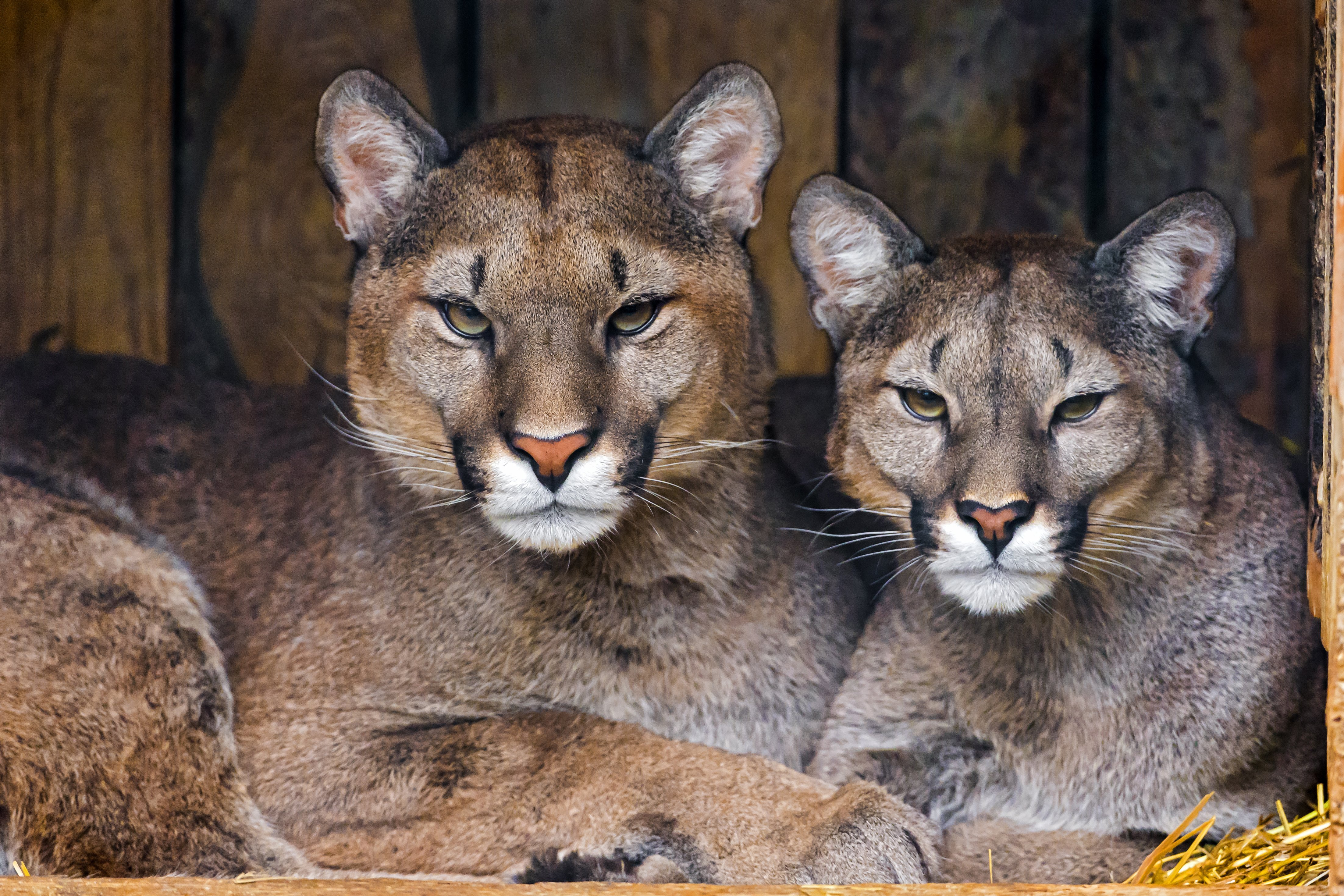 cougar, Couple, Predator Wallpaper
