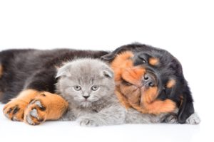 dog, Cat, Kitten, Rottweiler, Sleep, Two, White, Background, Animals