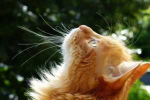 cats, Ginger, Color, Whiskers, Head, Animals