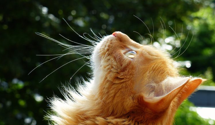 cats, Ginger, Color, Whiskers, Head, Animals HD Wallpaper Desktop Background