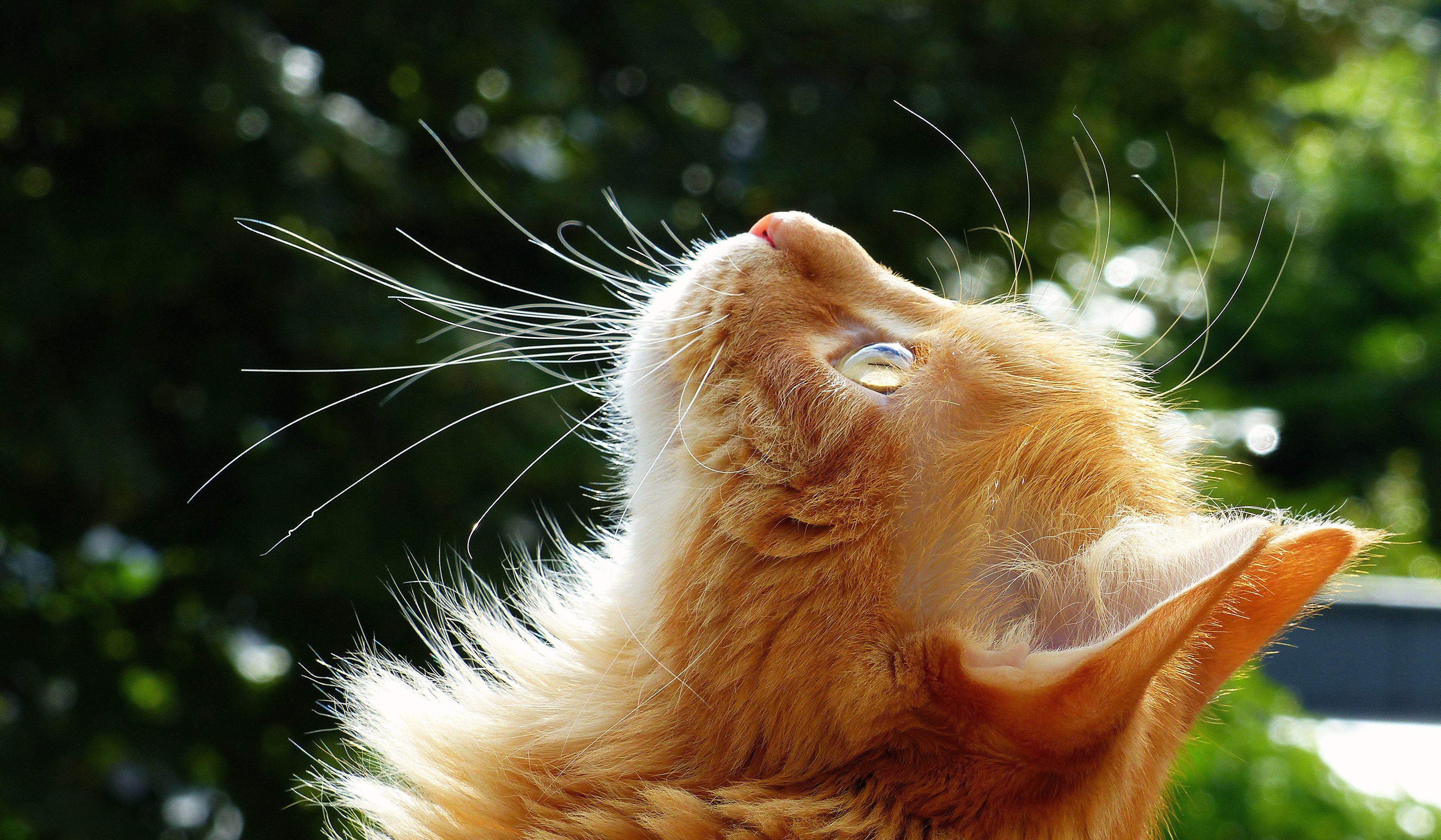 cats, Ginger, Color, Whiskers, Head, Animals Wallpaper