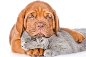 dog, Cat, Puppy, Kitten, Dogue, De, Bordeaux, Two, Sleep, White, Background, Animals, Fd