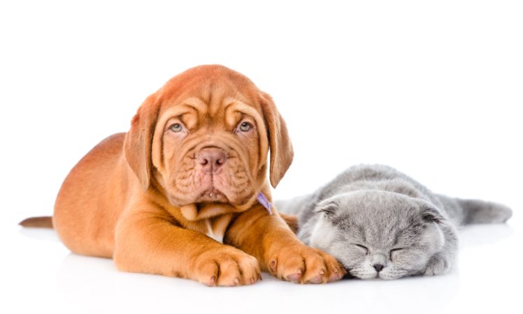 dog, Cat, Puppy, Kitten, Dogue, De, Bordeaux, Two, Sleep, White, Background, Animals HD Wallpaper Desktop Background