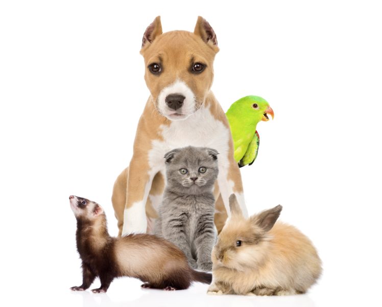 dog, Parrot, Rabbit, Kitten, Amstaff, Animals HD Wallpaper Desktop Background