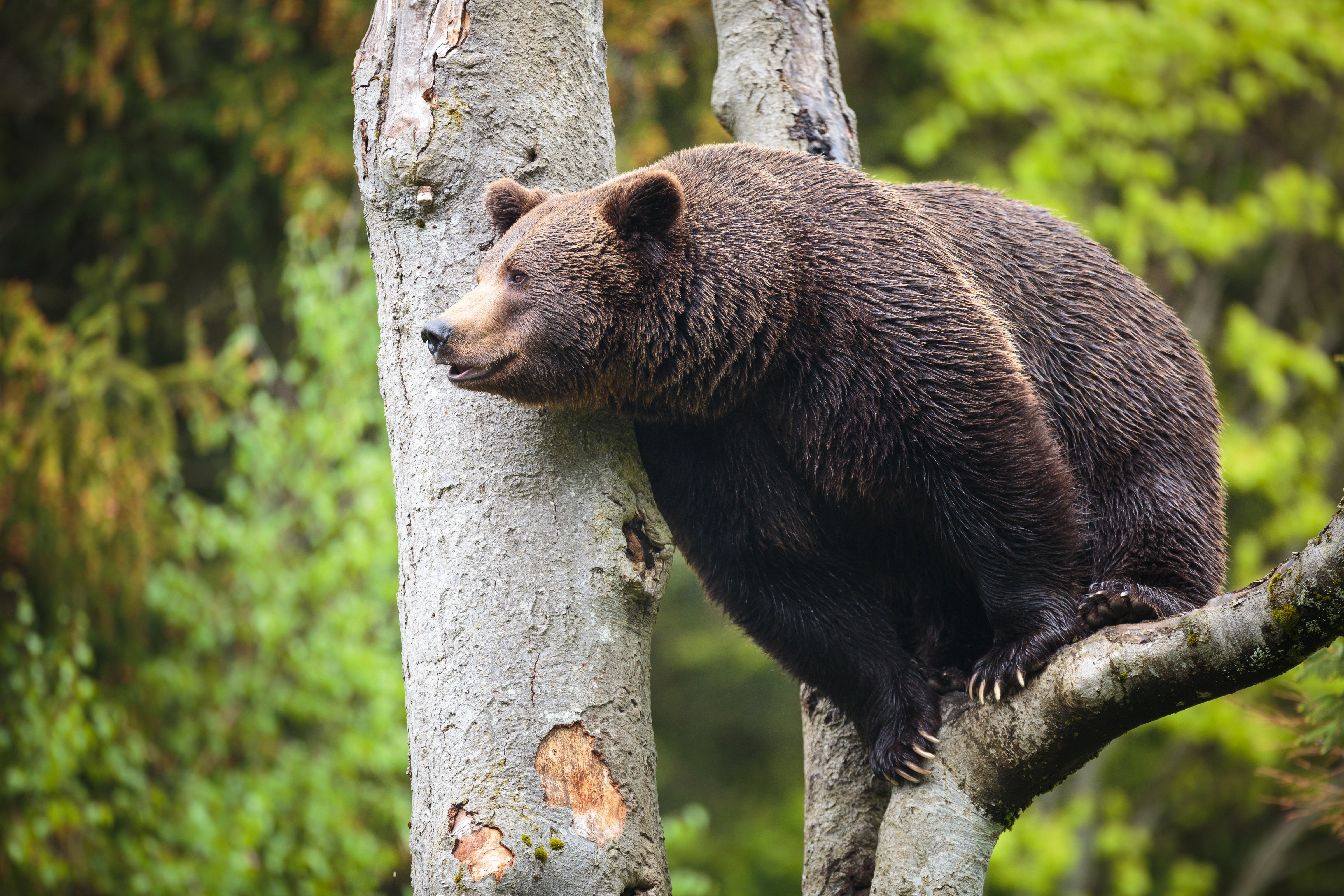 bear, Brown, Bears, Trunk, Tree, Animals Wallpaper
