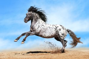 horse, Sky, Run, Animals