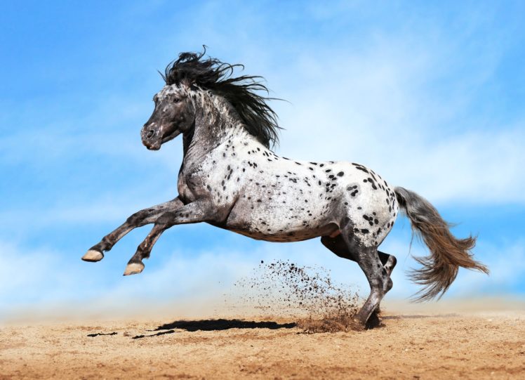 horse, Sky, Run, Animals HD Wallpaper Desktop Background