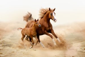 horse, Cubs, Two, Run, Animals