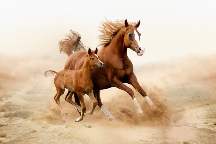 horse, Cubs, Two, Run, Animals HD Wallpaper Desktop Background