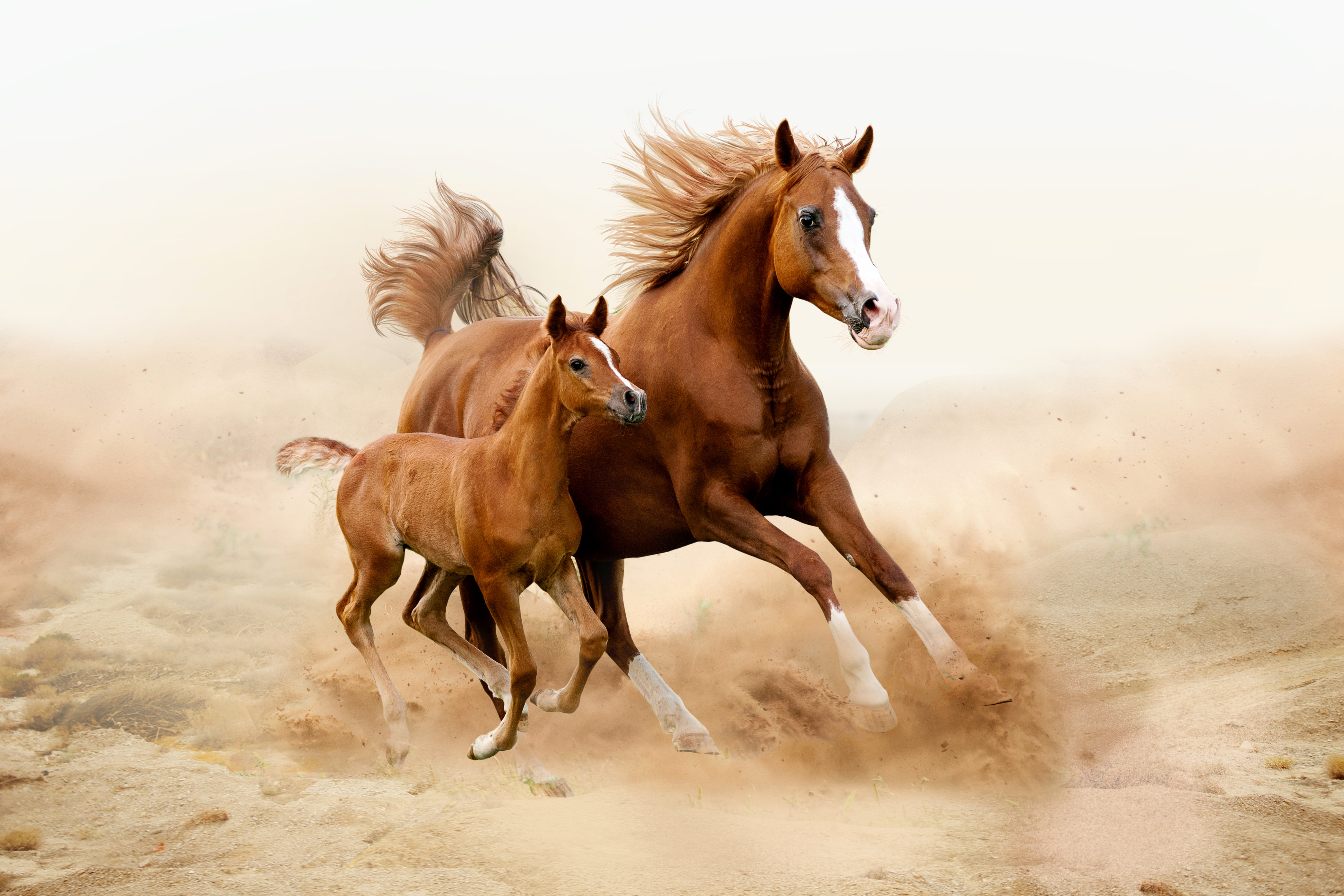 horse, Cubs, Two, Run, Animals Wallpaper