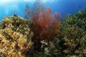 underwater, World, Corals, Animals, Sea, Ocean, Reef