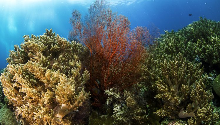 underwater, World, Corals, Animals, Sea, Ocean, Reef HD Wallpaper Desktop Background