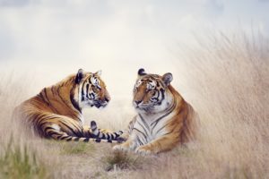big, Cats, Tiger, Two, Animals