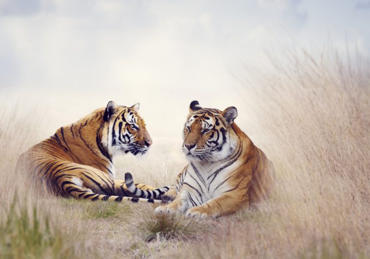 big, Cats, Tiger, Two, Animals HD Wallpaper Desktop Background