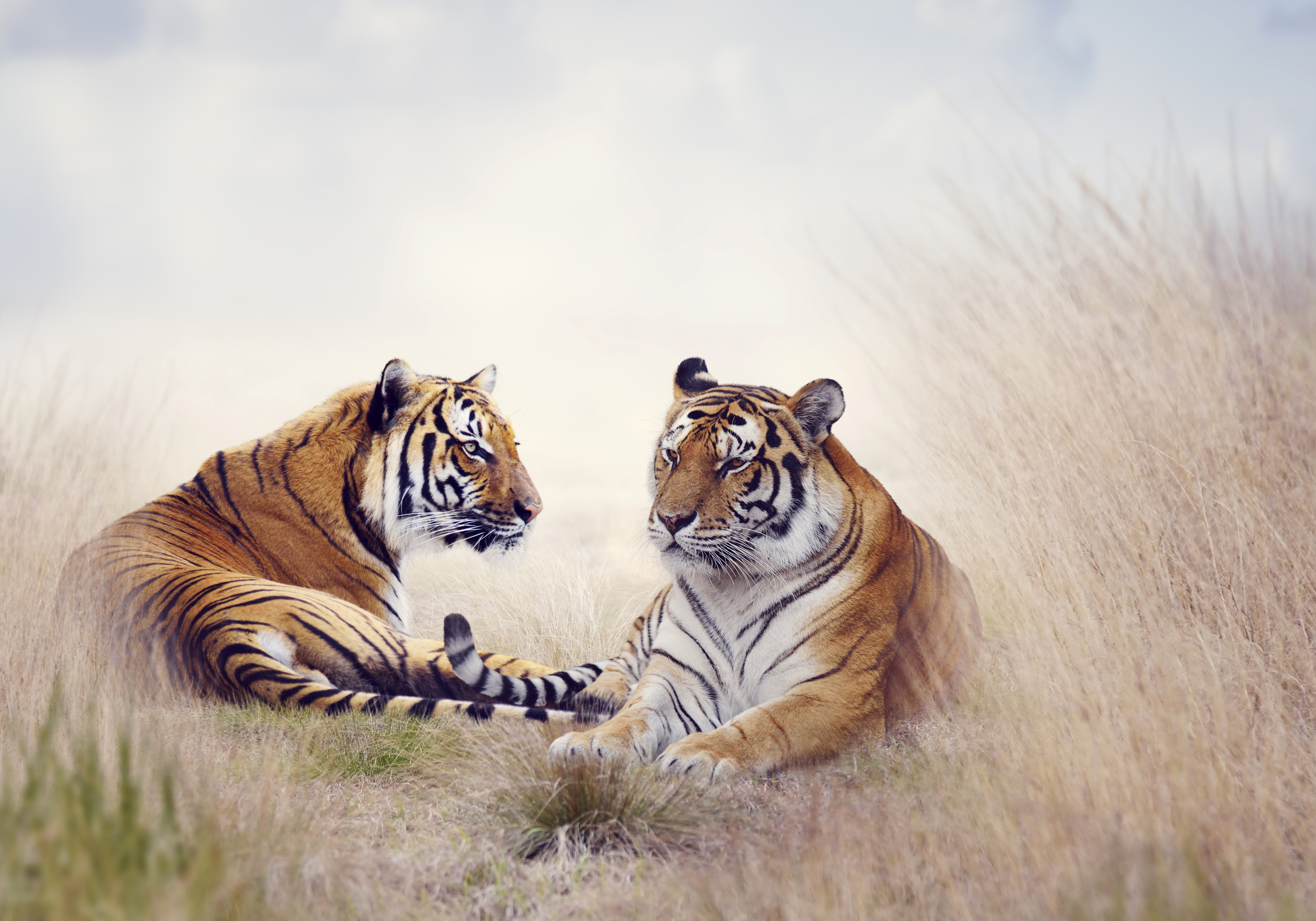 big, Cats, Tiger, Two, Animals Wallpaper