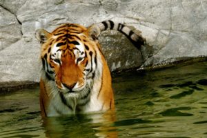 big, Cats, Tiger, Water, Animals