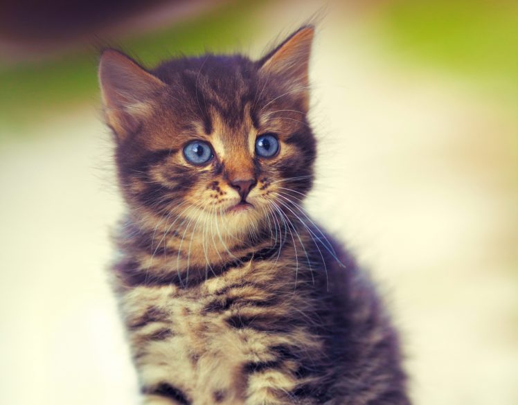 cat, Kitten, Glance, Animals HD Wallpaper Desktop Background