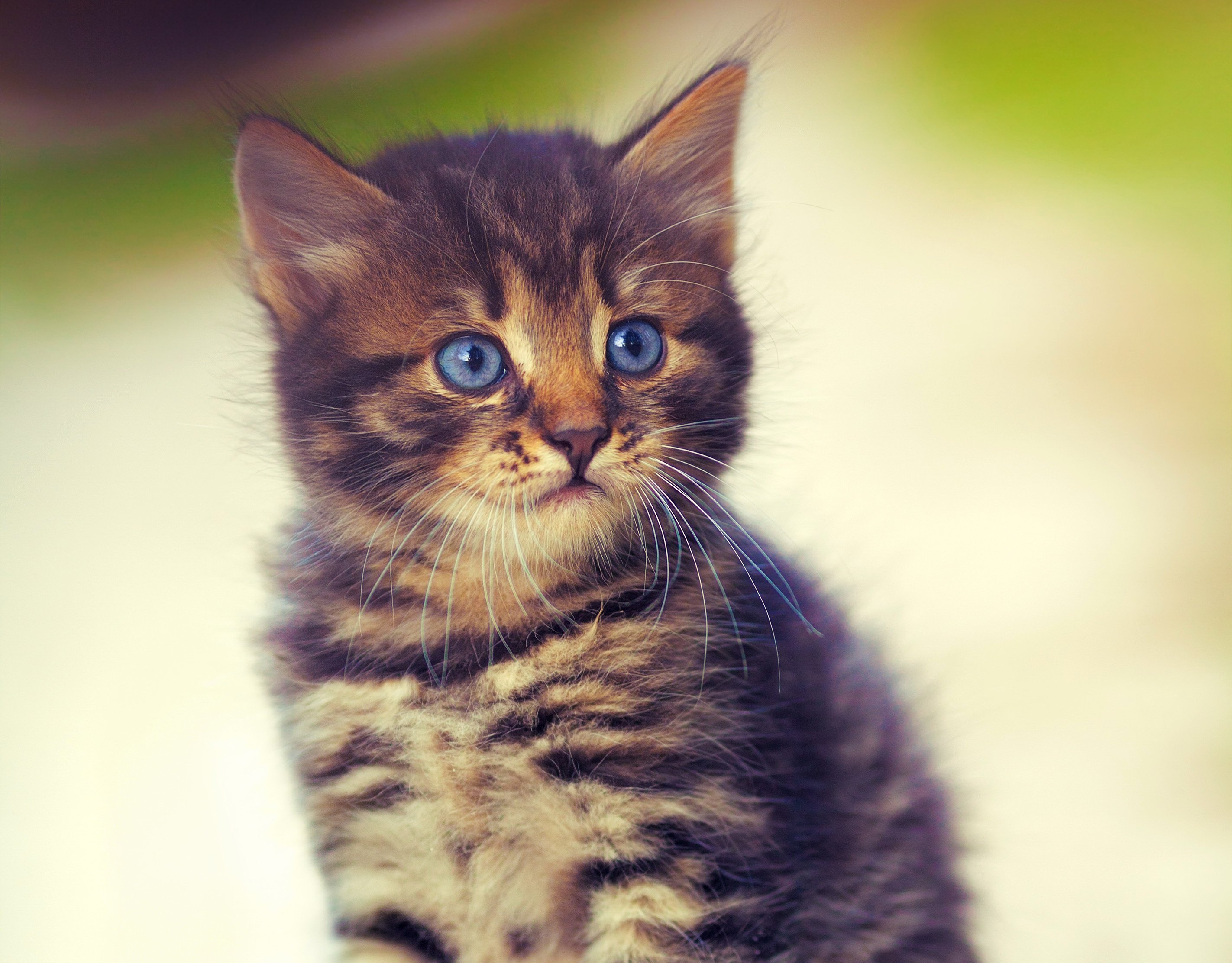 cat, Kitten, Glance, Animals Wallpaper