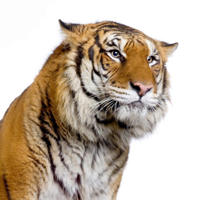 big, Cats, Tiger, White HD Wallpaper Desktop Background