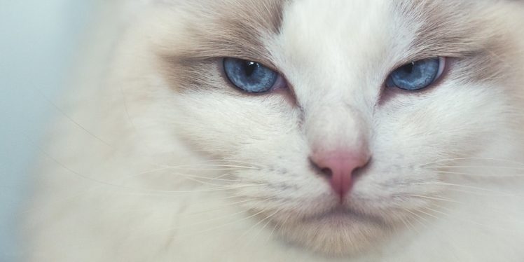 cat, Snout, Glance, Ragdoll, Animals HD Wallpaper Desktop Background