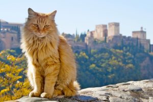 cat, Spain, Ginger, Color, Granada, Andalusia, Animals
