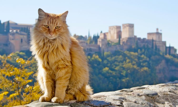 cat, Spain, Ginger, Color, Granada, Andalusia, Animals HD Wallpaper Desktop Background