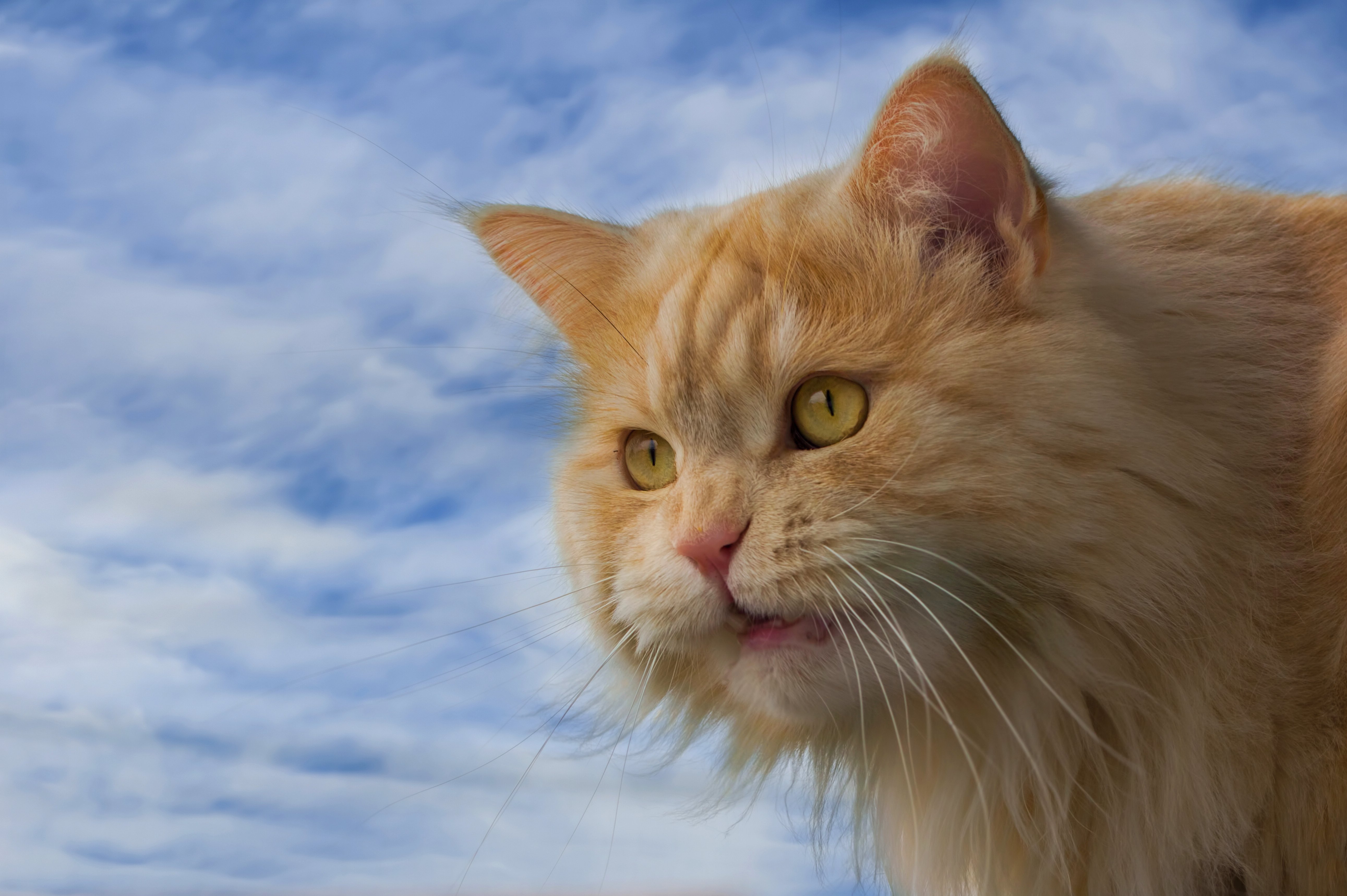 cat, Sky, Ginger, Color, Animals Wallpaper