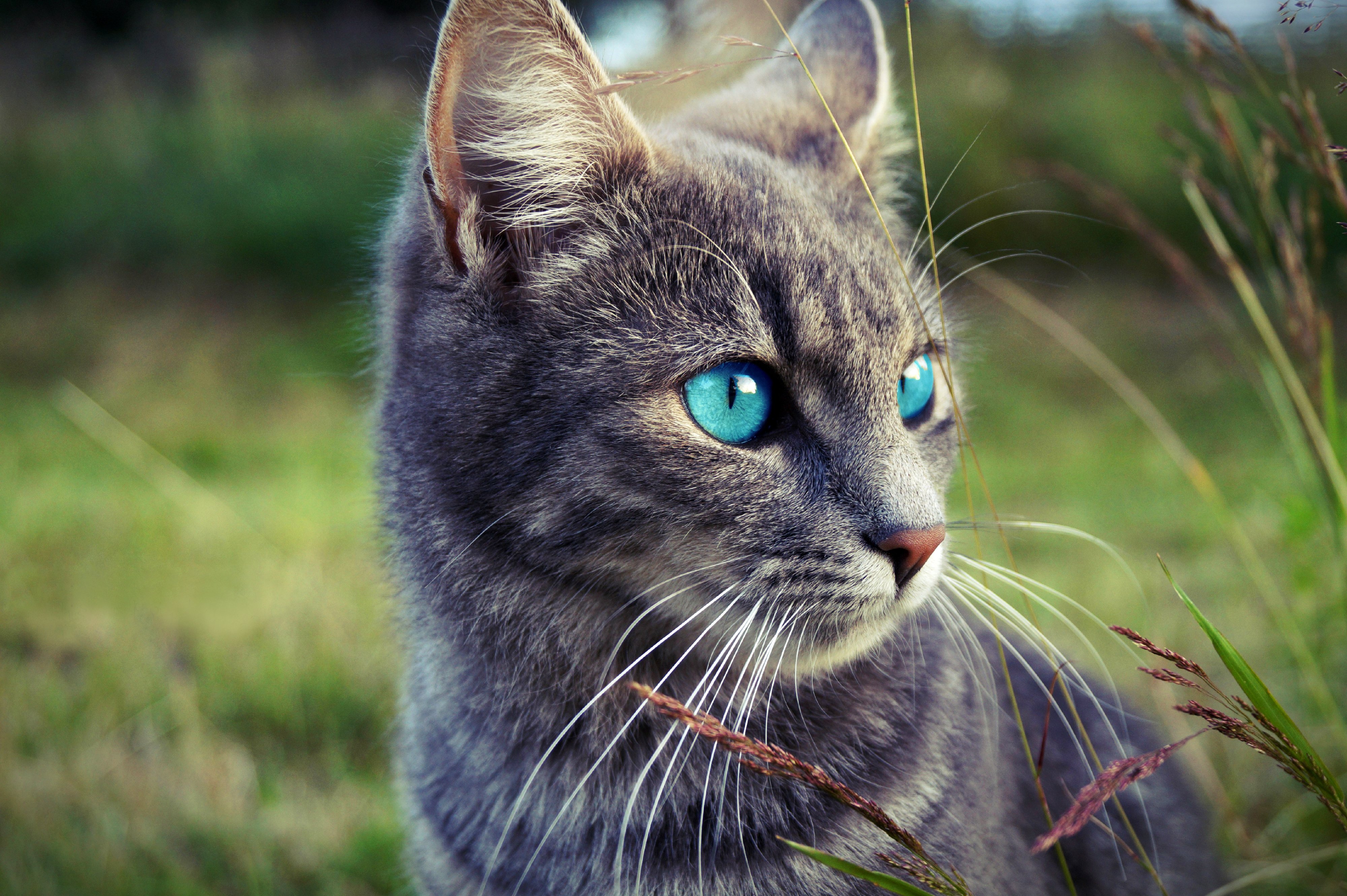 cat, Glance, Whiskers, Animals Wallpaper