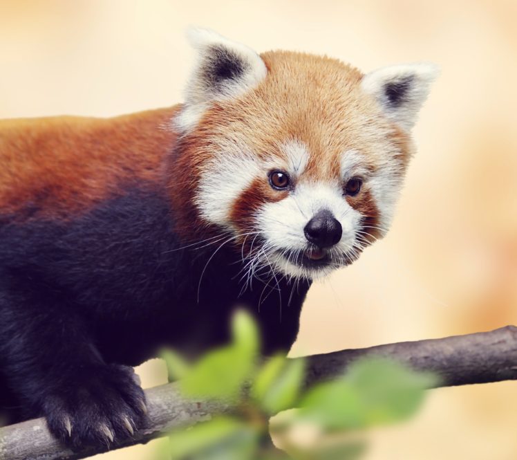 panda, Red, Panda, Glance, Animals HD Wallpaper Desktop Background