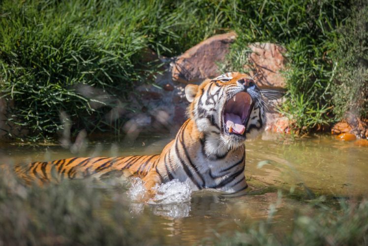 big, Cats, Tiger, Roar, Animals HD Wallpaper Desktop Background