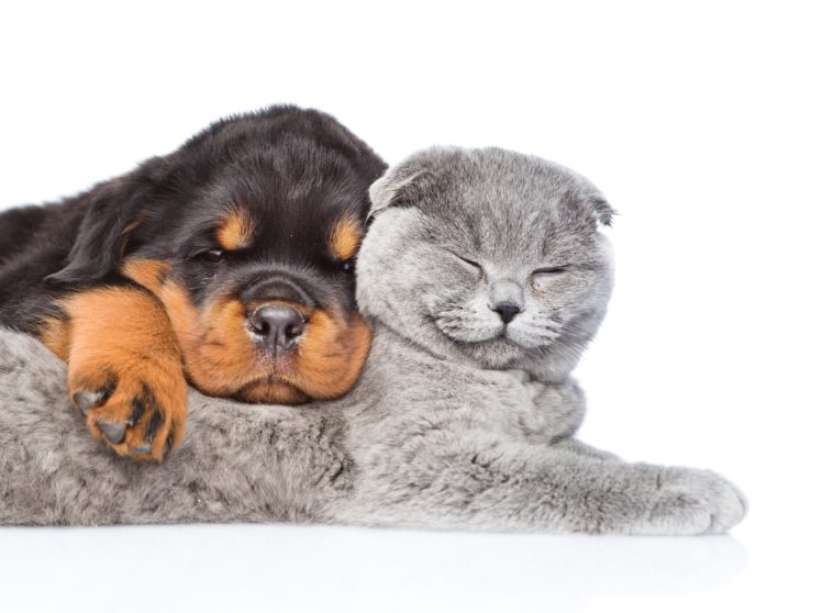 cat, Dog, Puppy, Kitten, Rottweiler, Two, Sleep, White HD Wallpaper Desktop Background
