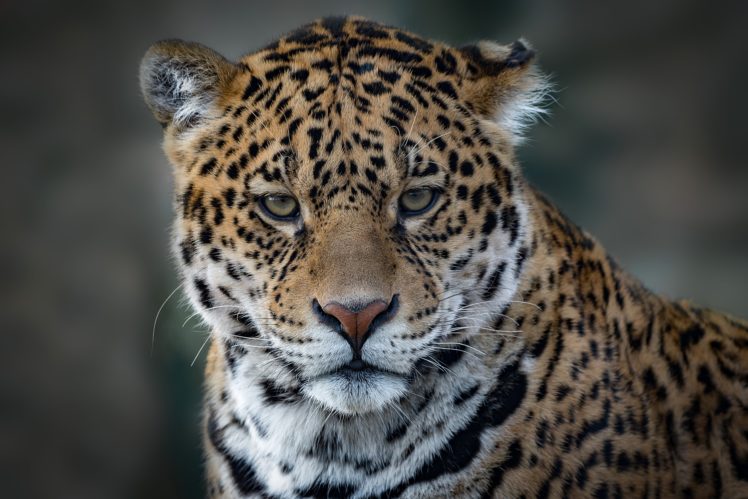 big, Cats, Jaguar, Snout, Animals HD Wallpaper Desktop Background