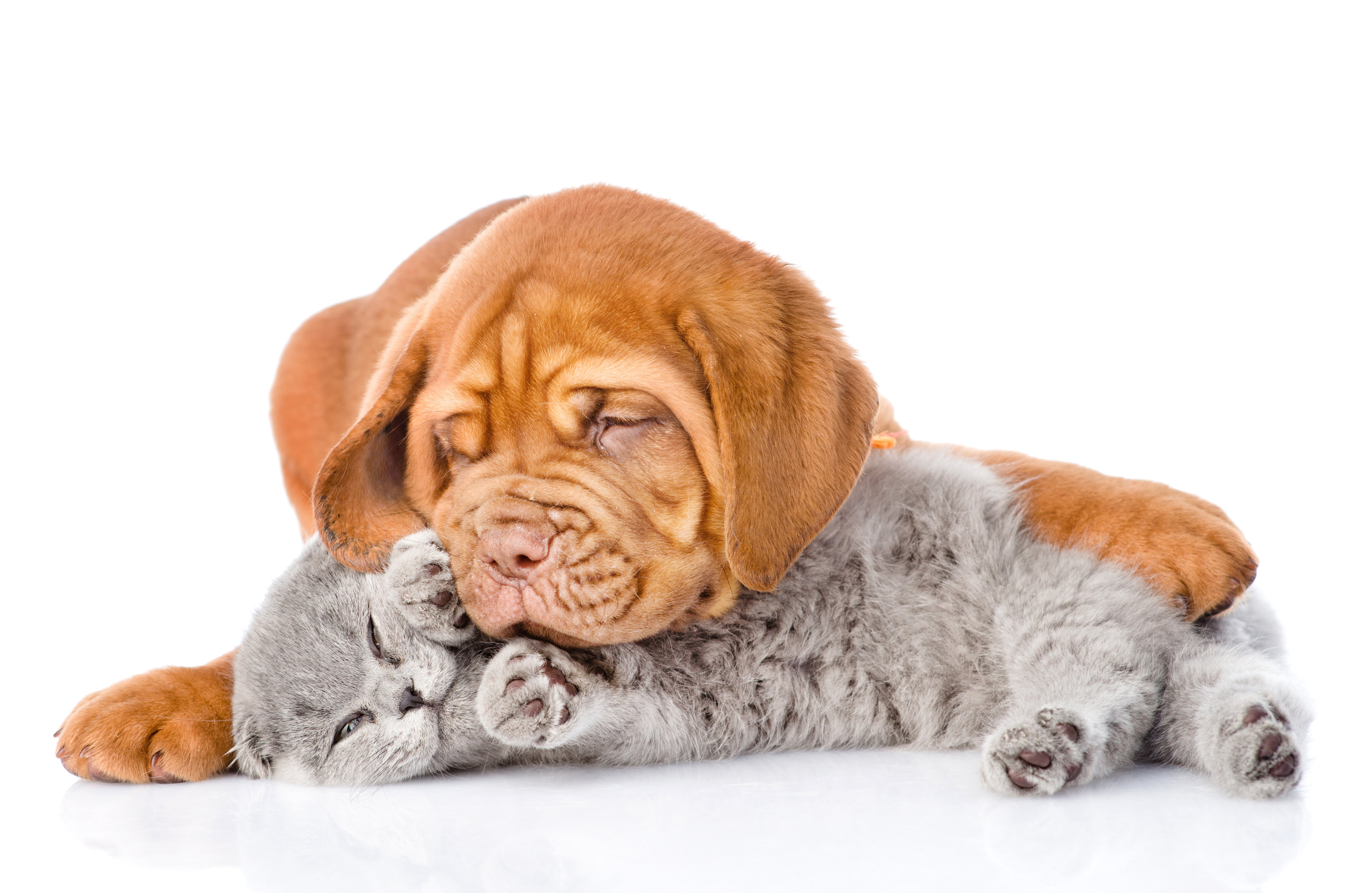 cat, Dog, Two, Kitten, Puppy, Dogue, De, Bordeaux, Sleep, White Wallpaper