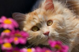 cat, Glance, Ginger, Color, Animals