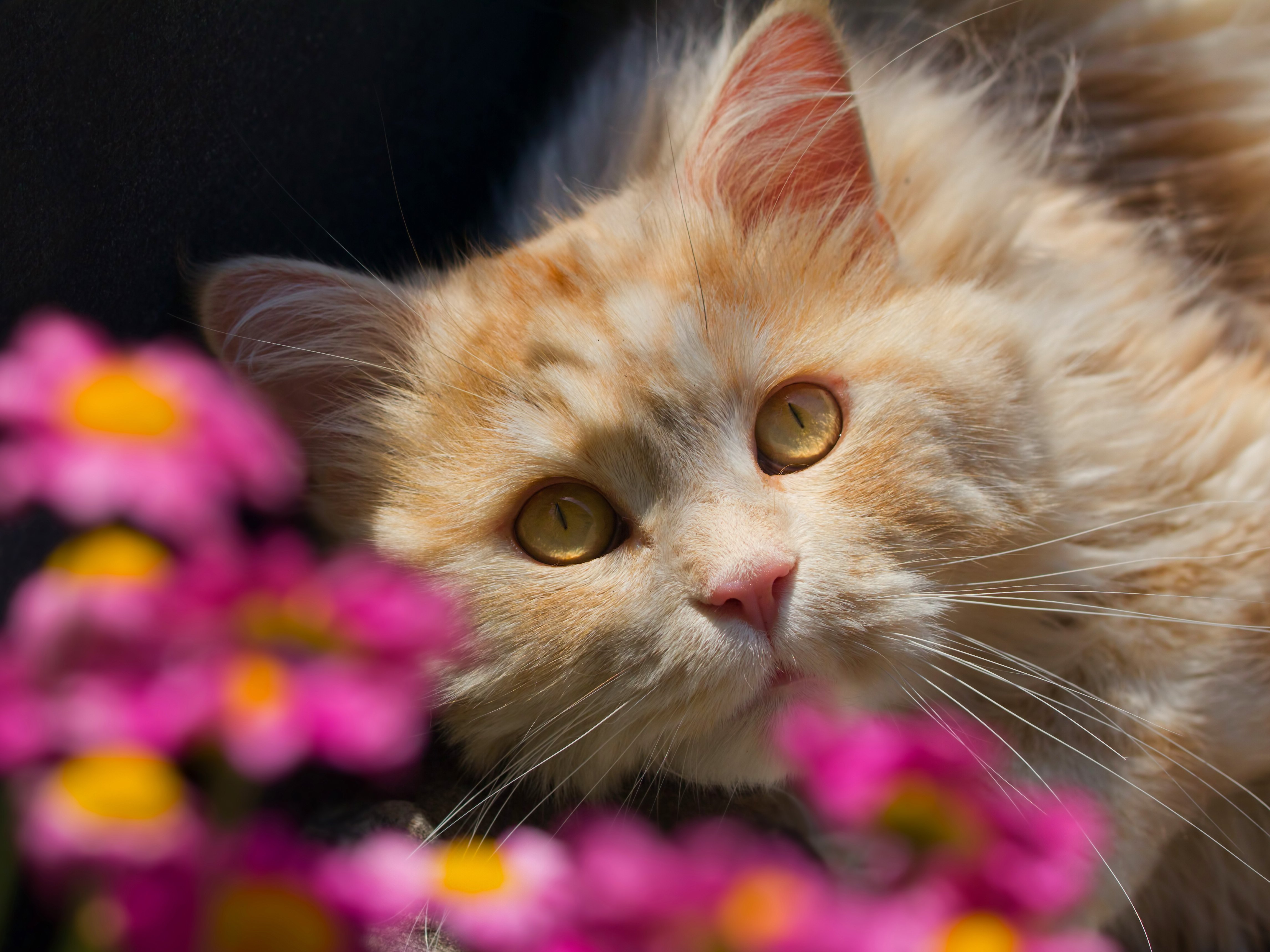 cat, Glance, Ginger, Color, Animals Wallpaper