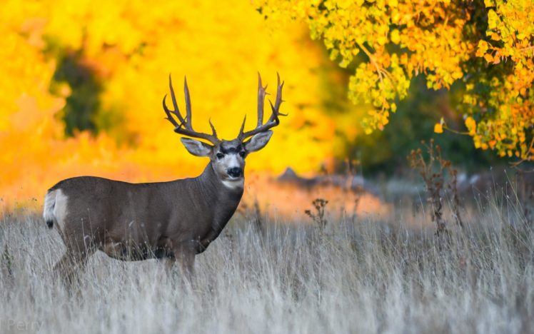 deer, Grass, Animals HD Wallpaper Desktop Background